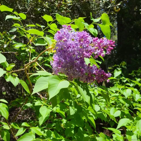 a view of a yard with an trees