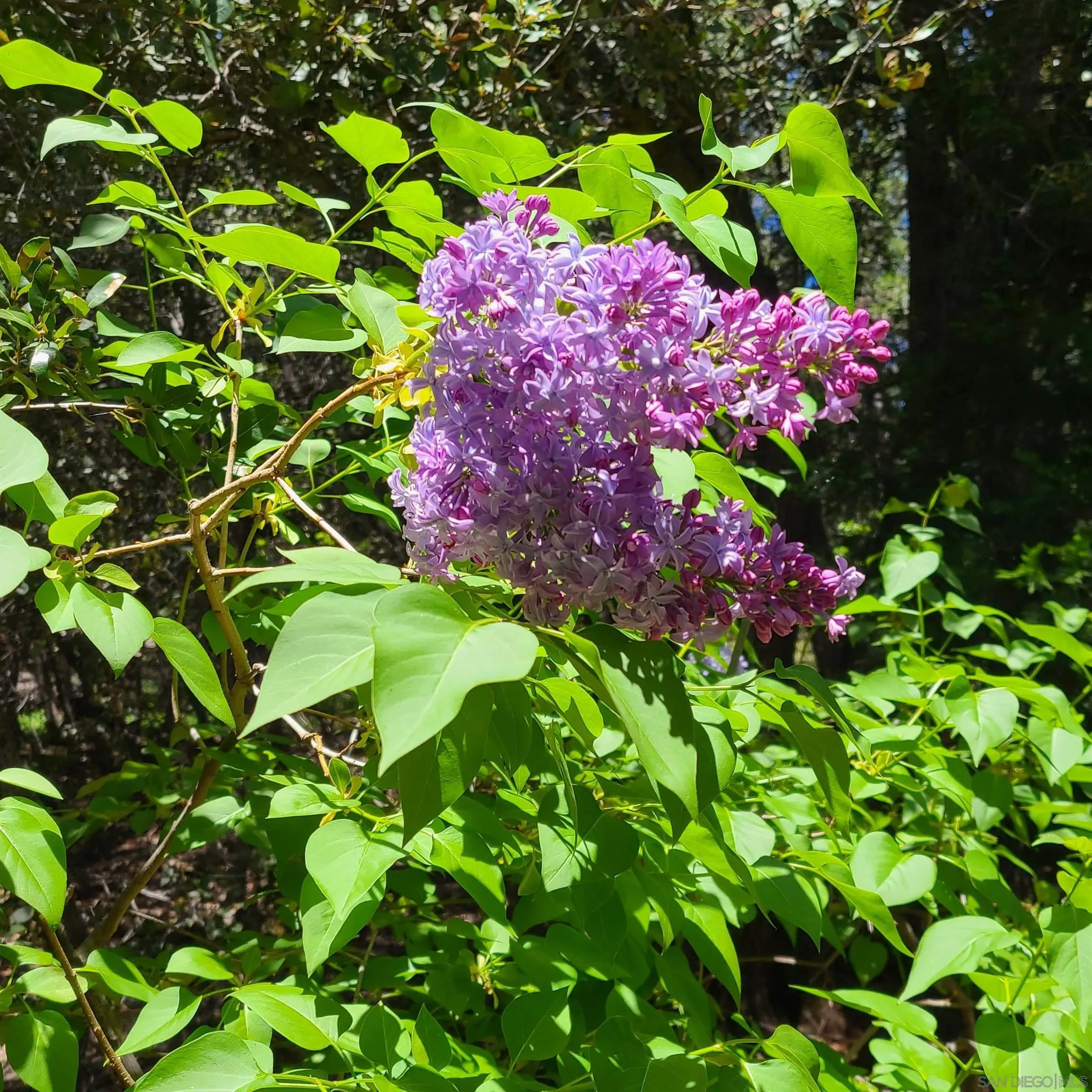 4470 Pine Ridge Avenue Julian, CA 92036 - Photo 32 of 36