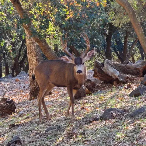 $625,000 | 4470 Pine Ridge Avenue, Julian, CA 92036