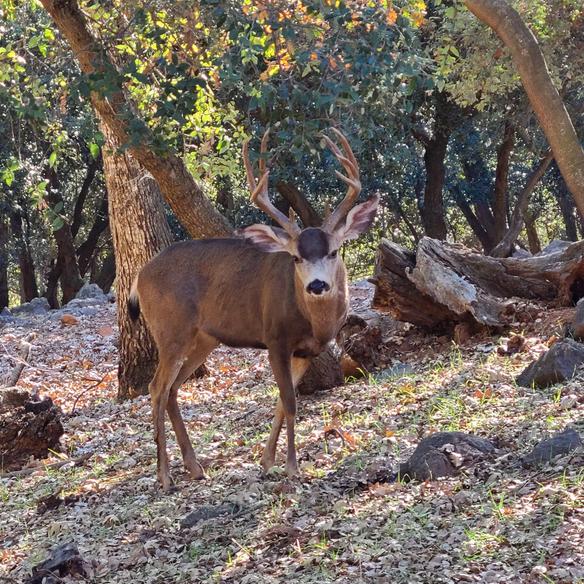 4470 Pine Ridge Avenue Julian, CA 92036 - Photo 34 of 36
