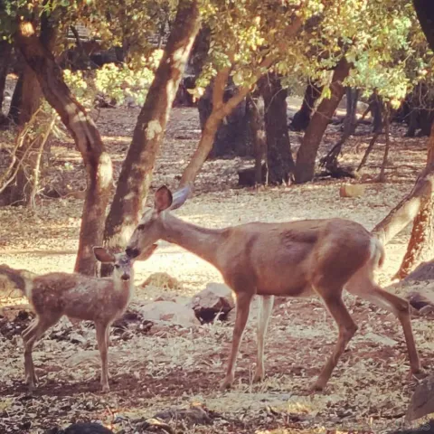 $625,000 | 4470 Pine Ridge Avenue, Julian, CA 92036