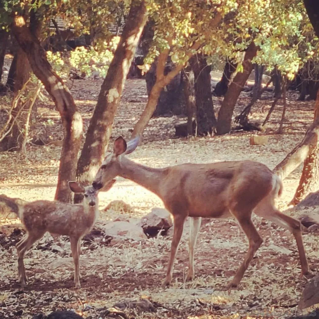 4470 Pine Ridge Avenue Julian, CA 92036 - Photo 35 of 36