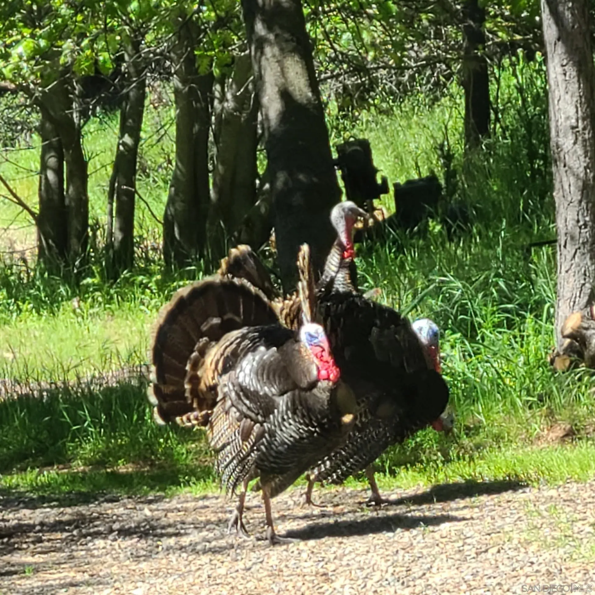 4470 Pine Ridge Avenue Julian, CA 92036 - Photo 36 of 36