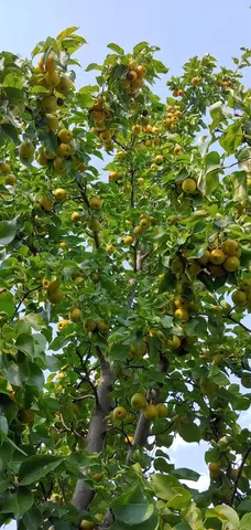 $558,800 | 4160 South Emerald Avenue, Chicago, IL 60609