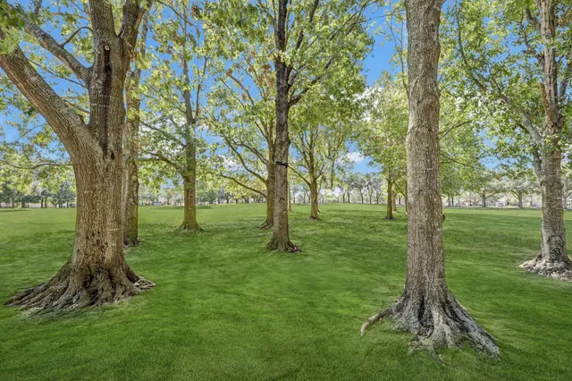 a view of a garden with a tree