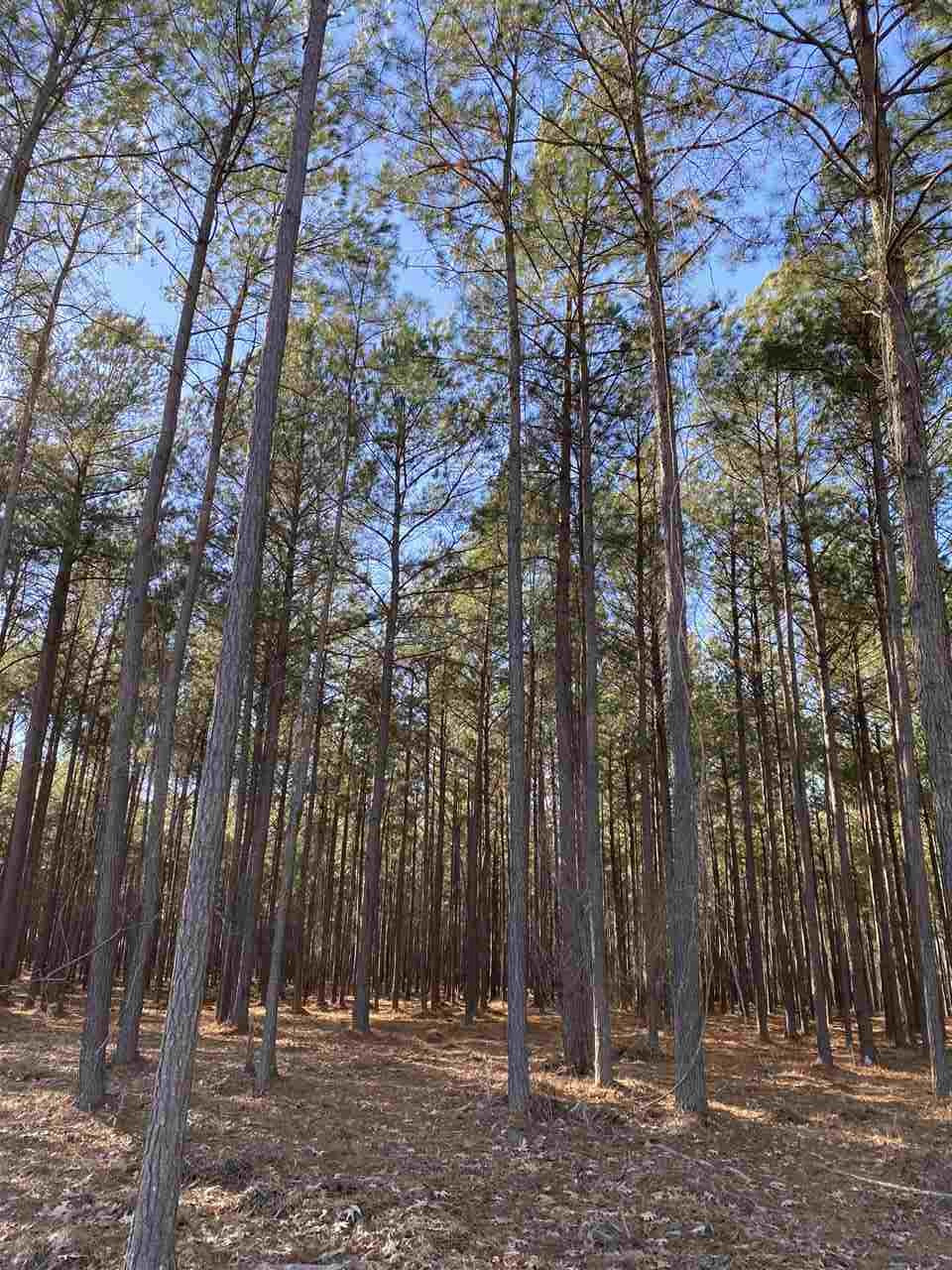 591 Stump Ridge Road, Unit 9 Brandon, MS 39047 - Photo 4 of 5 Photo 4