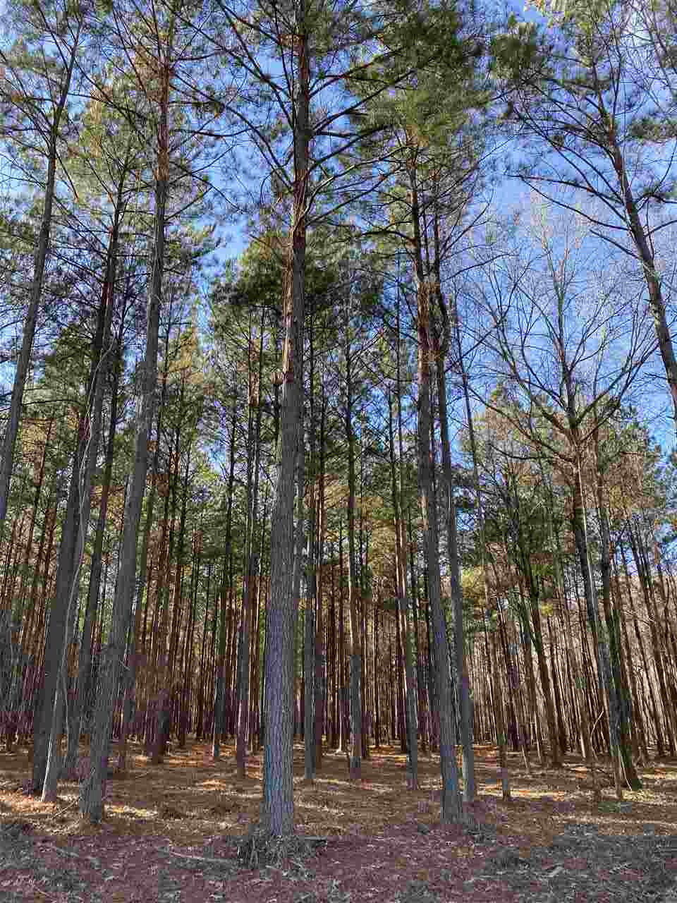 591 Stump Ridge Road, Unit 9 Brandon, MS 39047 - Photo 5 of 5 Photo 5