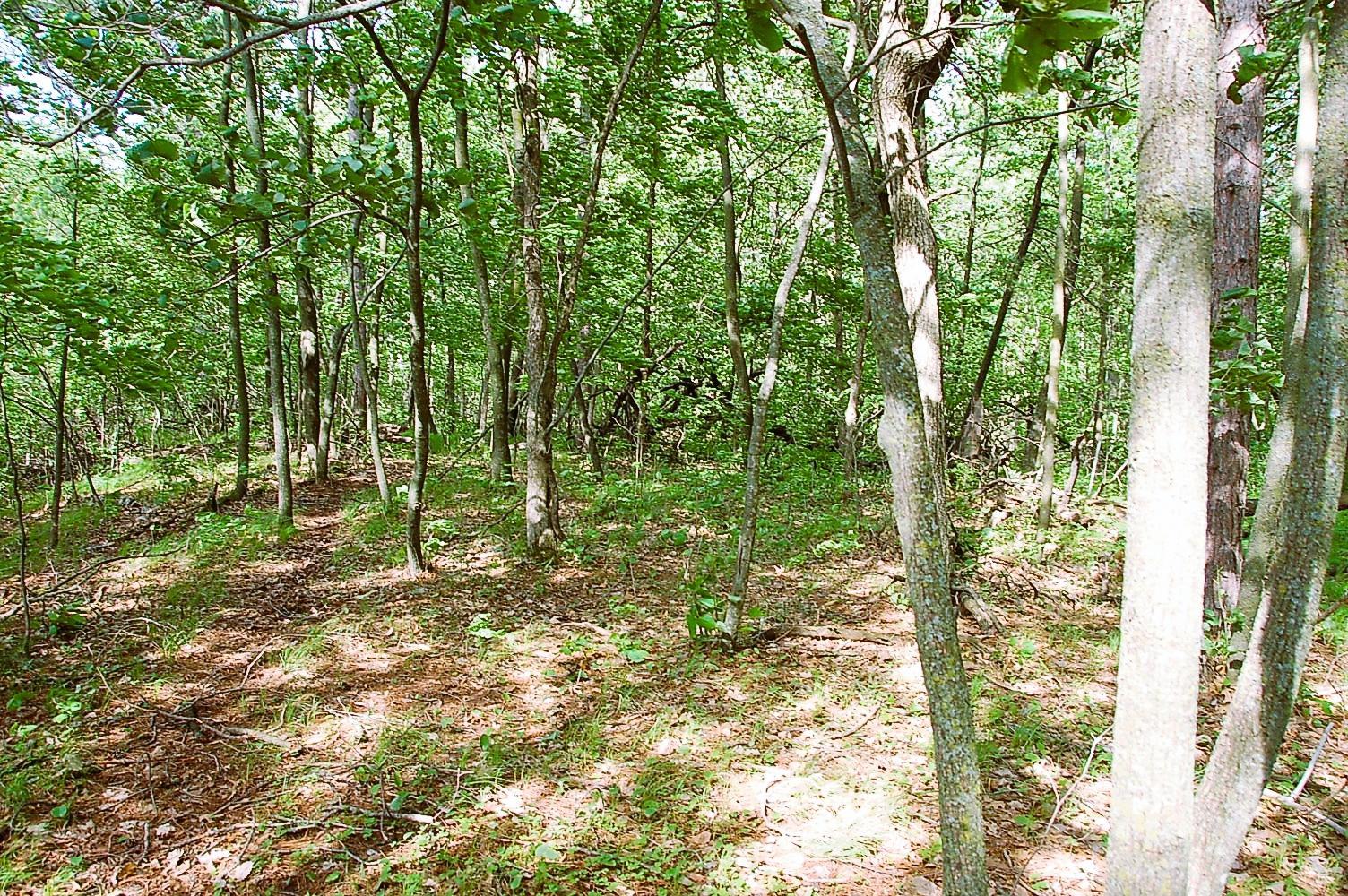 Tbd Rognaldson Road Brainerd, MN 56401 - Photo 13 of 17