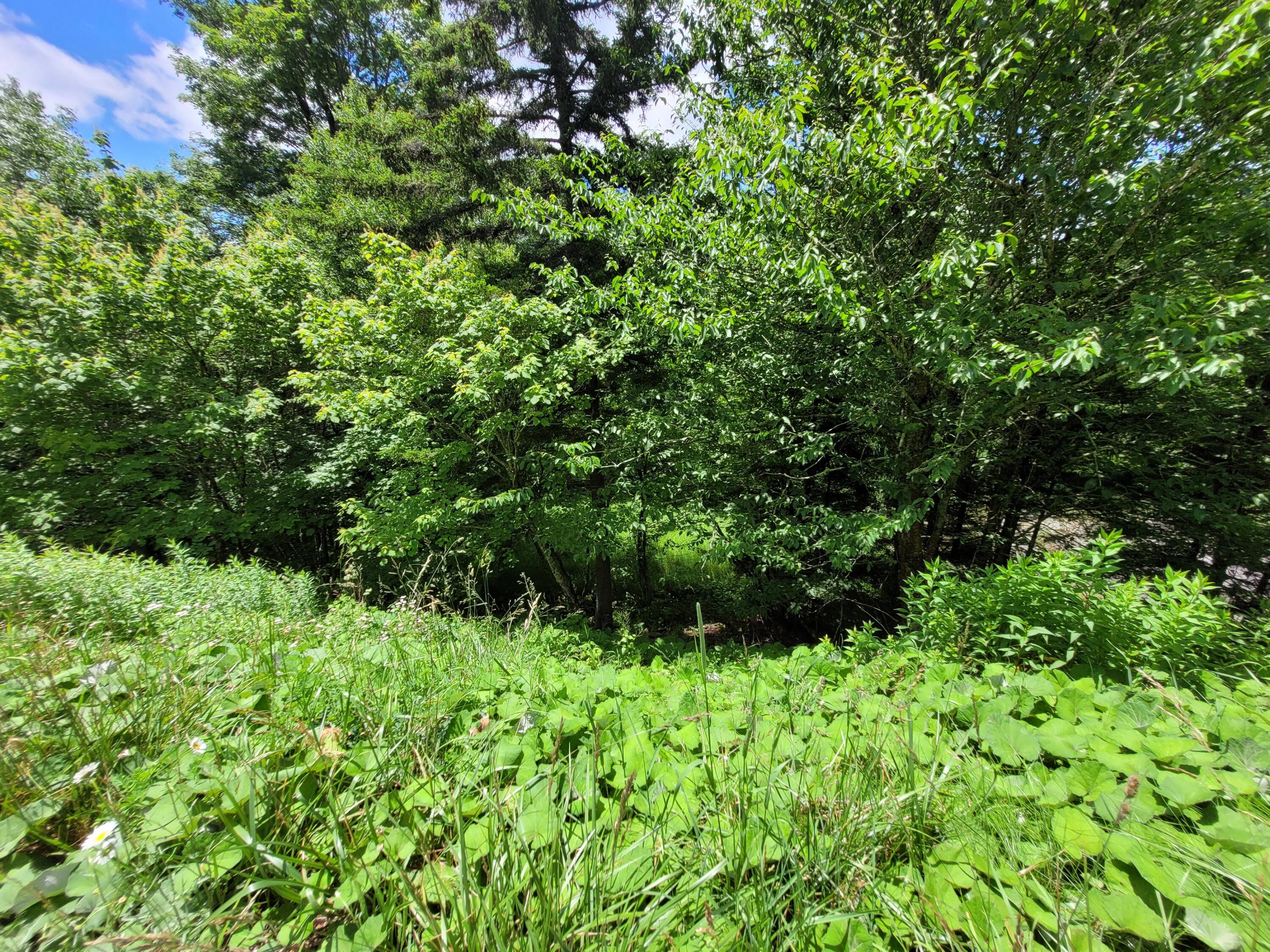 48 South Westridge Road Slatyfork, WV 26209 - Photo 7 of 15 Gallery Image 7