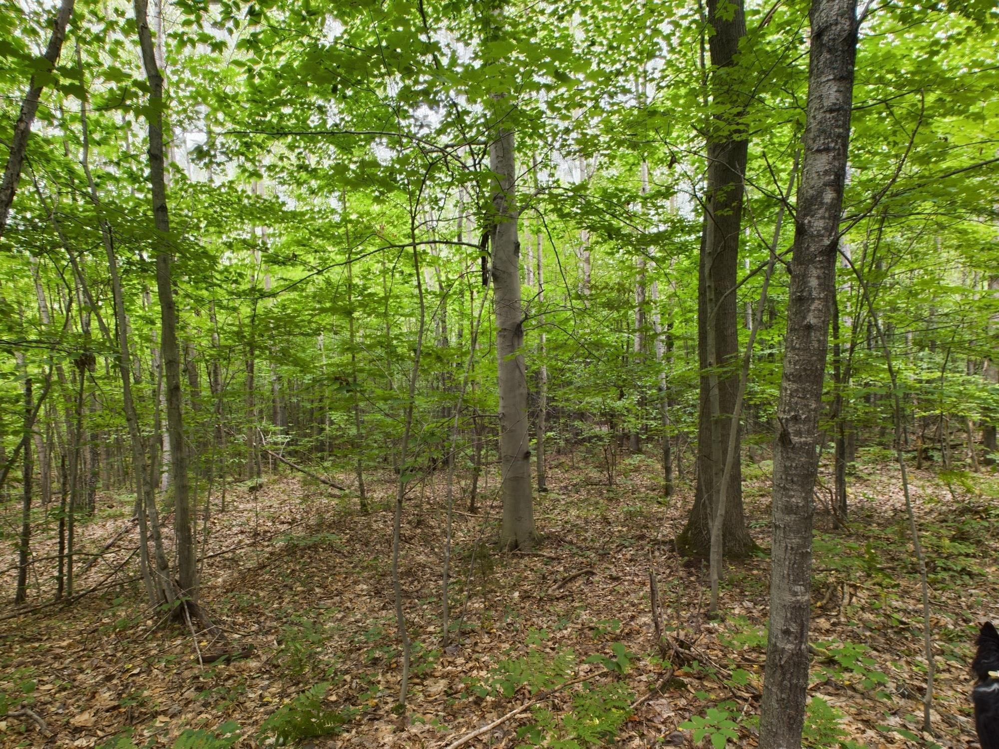 0 North Reynolds Road Interlochen, MI 49643 - Photo 8 of 22