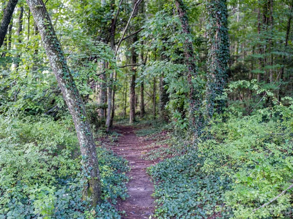 a view of a forest with lots of trees