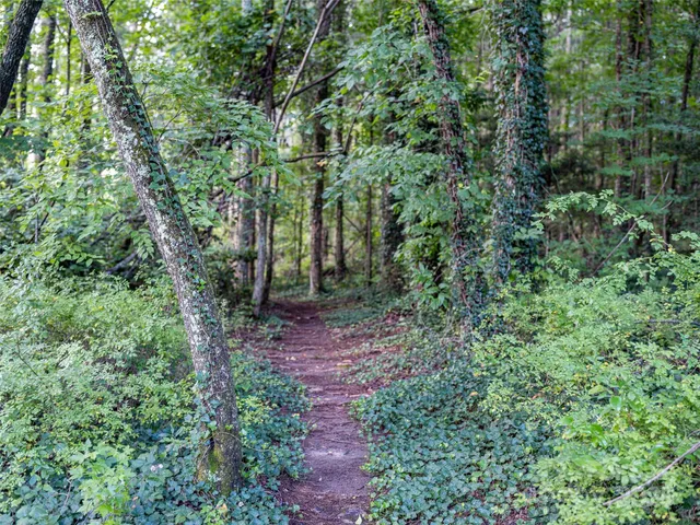 a view of a forest with lots of trees