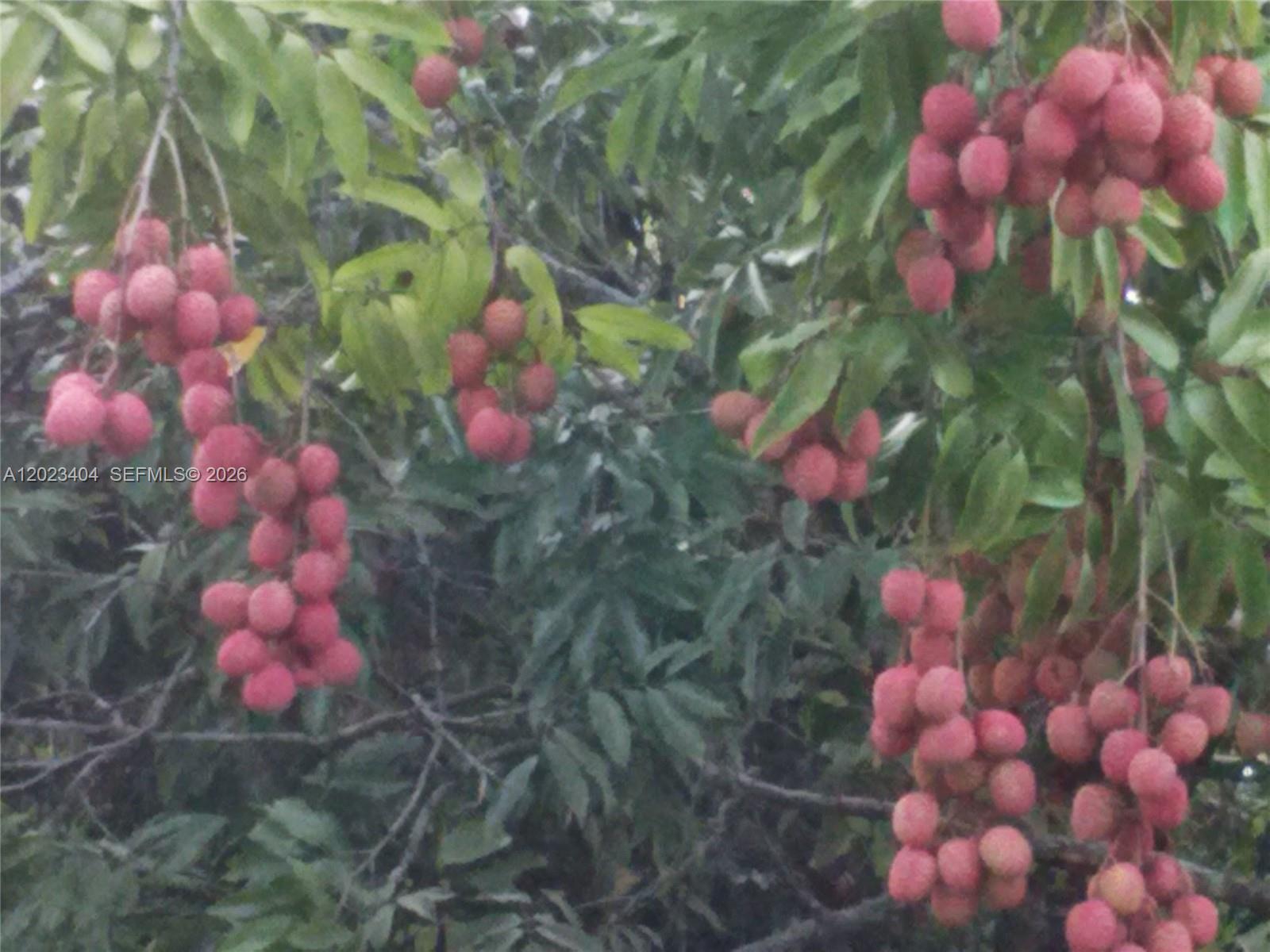19675 Southwest 165th Avenue Miami, FL 33187 - Photo 2 of 22 a view of a flower