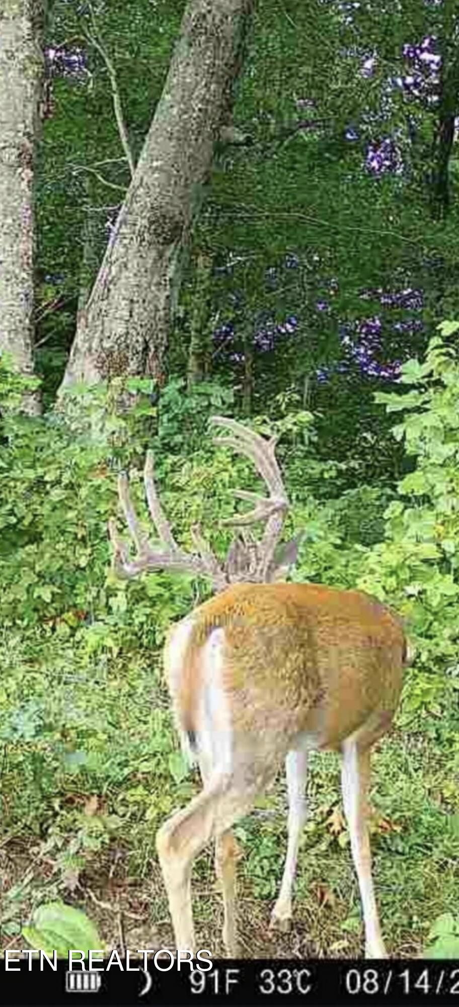 100 Knot Hole Left Road Arjay, KY 40902 - Photo 1 of 17 Deer