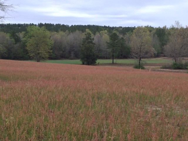 0 Deer Stand Road Wagener, SC 29164 - Photo 1 of 7