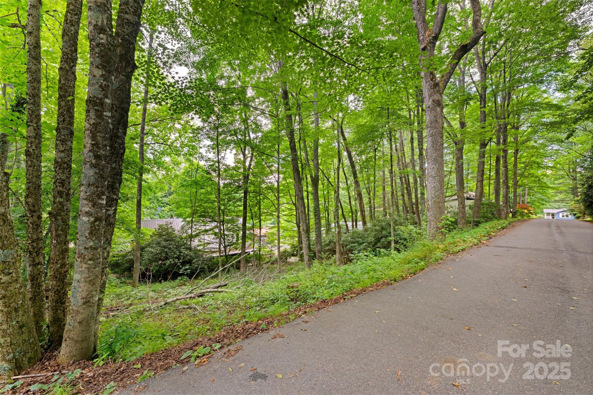 a view of a garden with plants