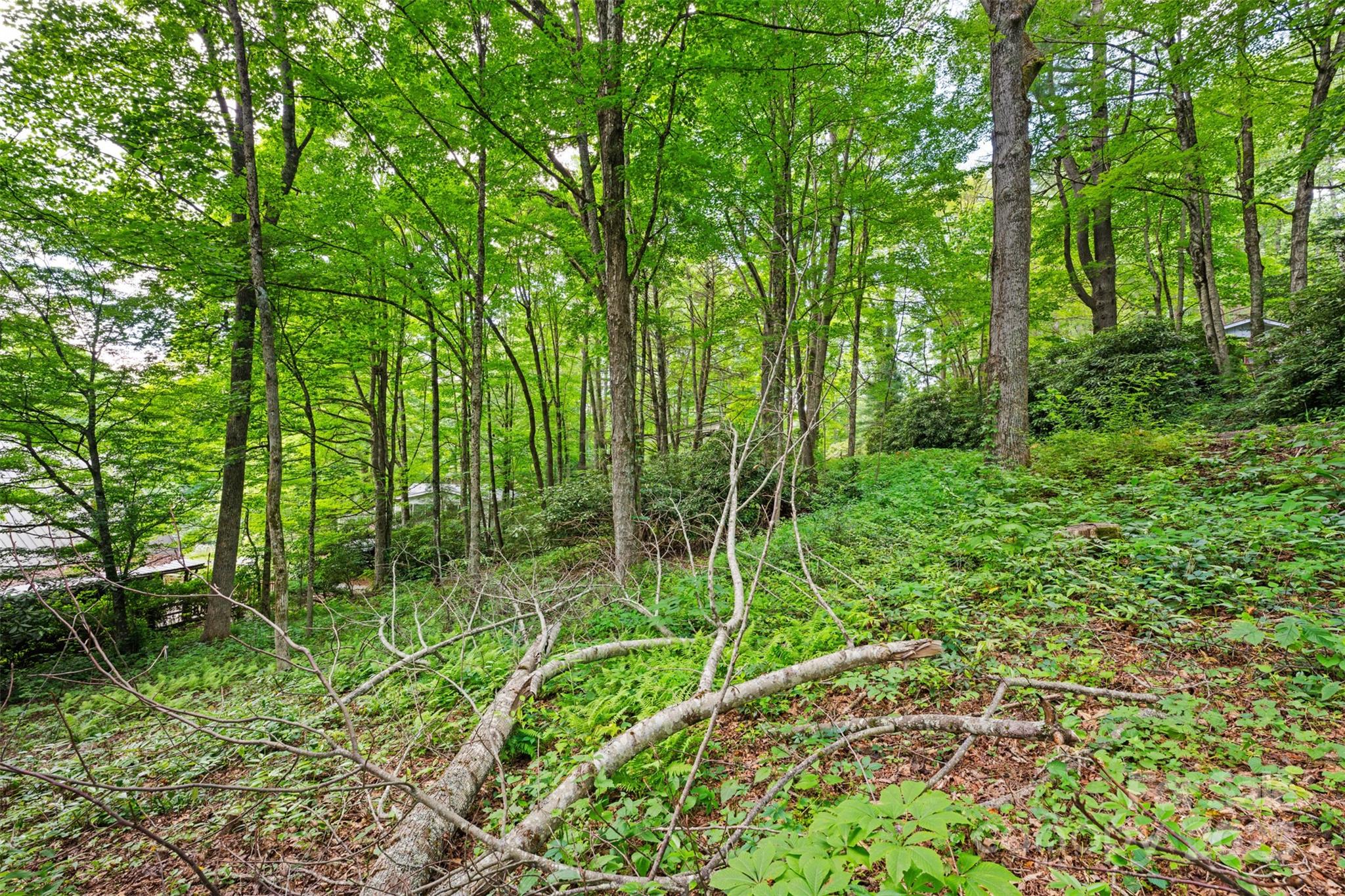 140 Pine View Road, Unit 43 Newland, NC 28657 - Photo 27 of 29 a view of forest