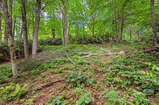 a view of a lush green forest
