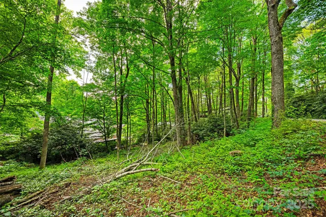 a view of lush green forest