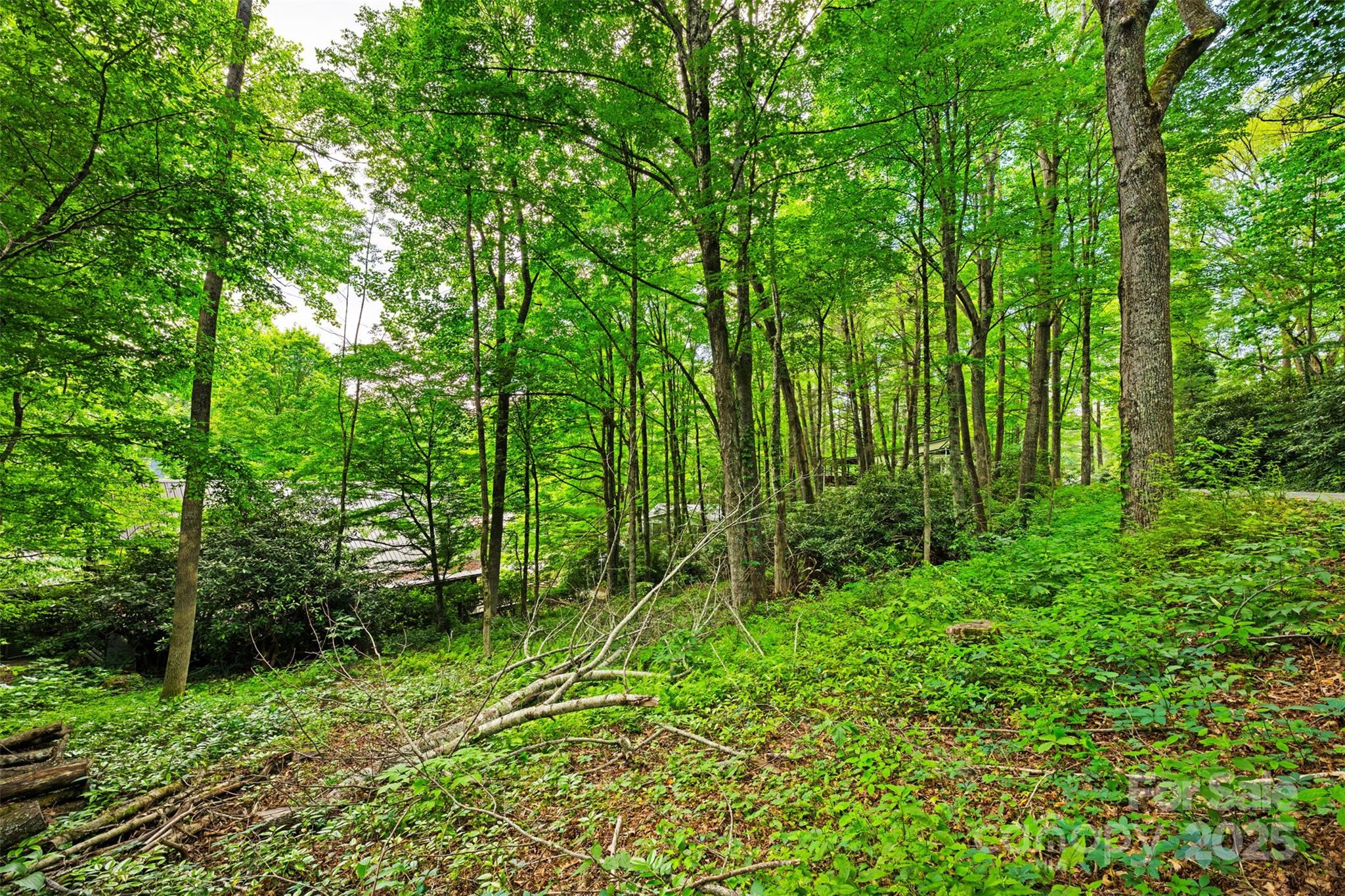 140 Pine View Road, Unit 43 Newland, NC 28657 - Photo 4 of 29 a view of lush green forest