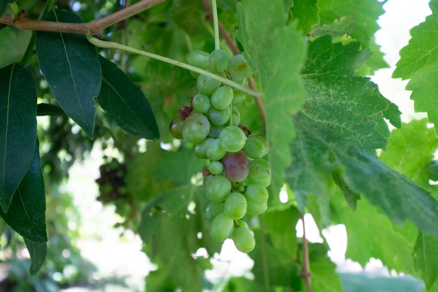 12502 Road 37 1/2 Madera, CA 93636 - Photo 58 of 79