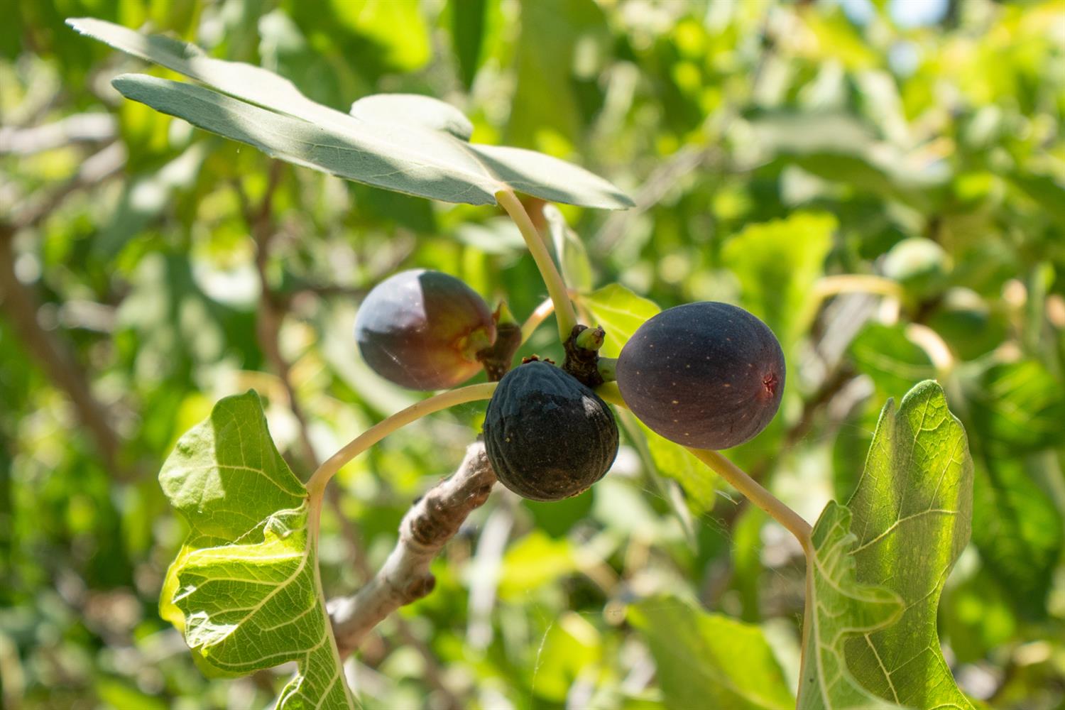 12502 Road 37 1/2 Madera, CA 93636 - Photo 59 of 79