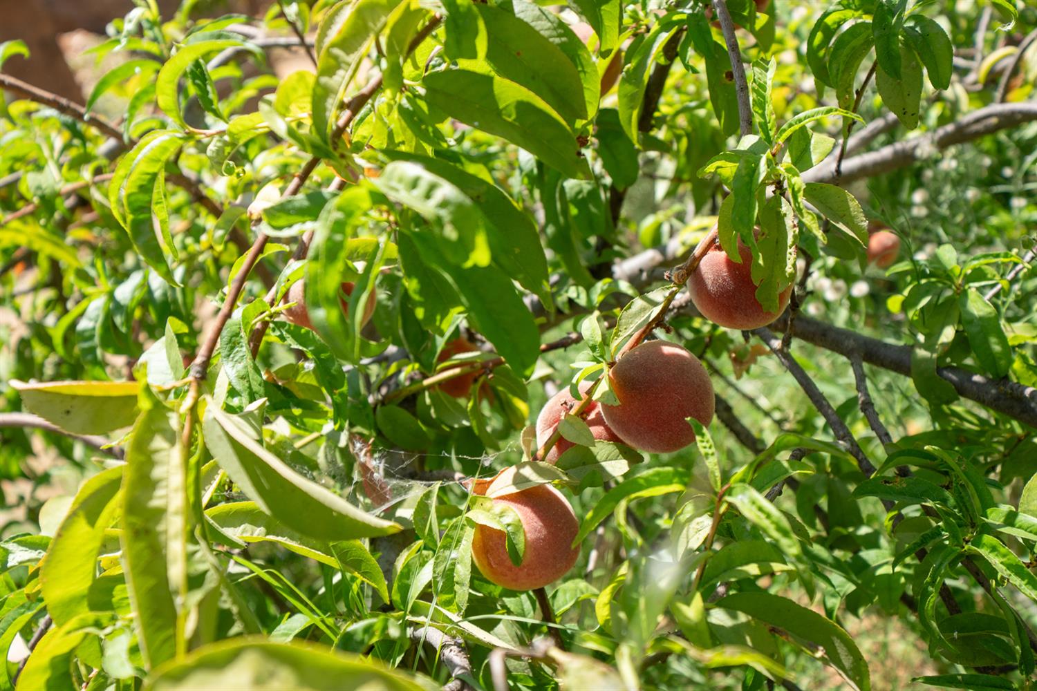 12502 Road 37 1/2 Madera, CA 93636 - Photo 61 of 79 a close up of a tree in a garden
