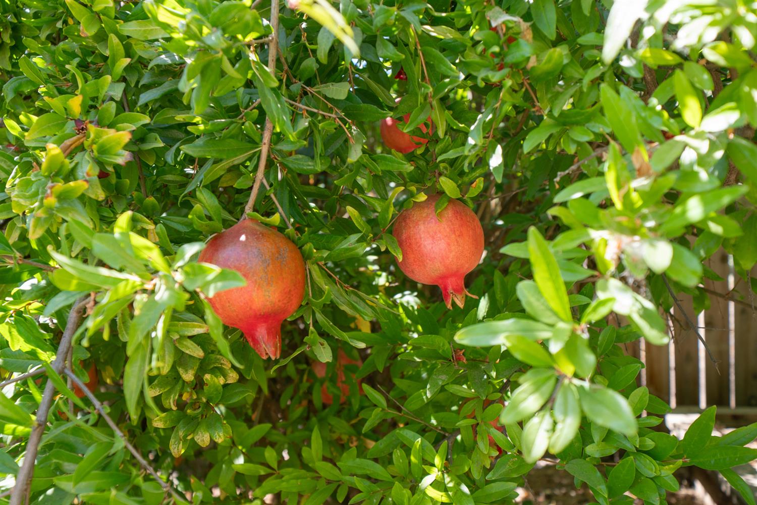 12502 Road 37 1/2 Madera, CA 93636 - Photo 63 of 79 a backyard of a house with table and chairs