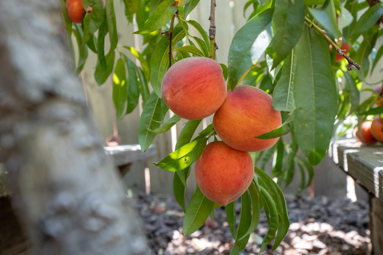 12502 Road 37 1/2 Madera, CA 93636 - Photo 64 of 79