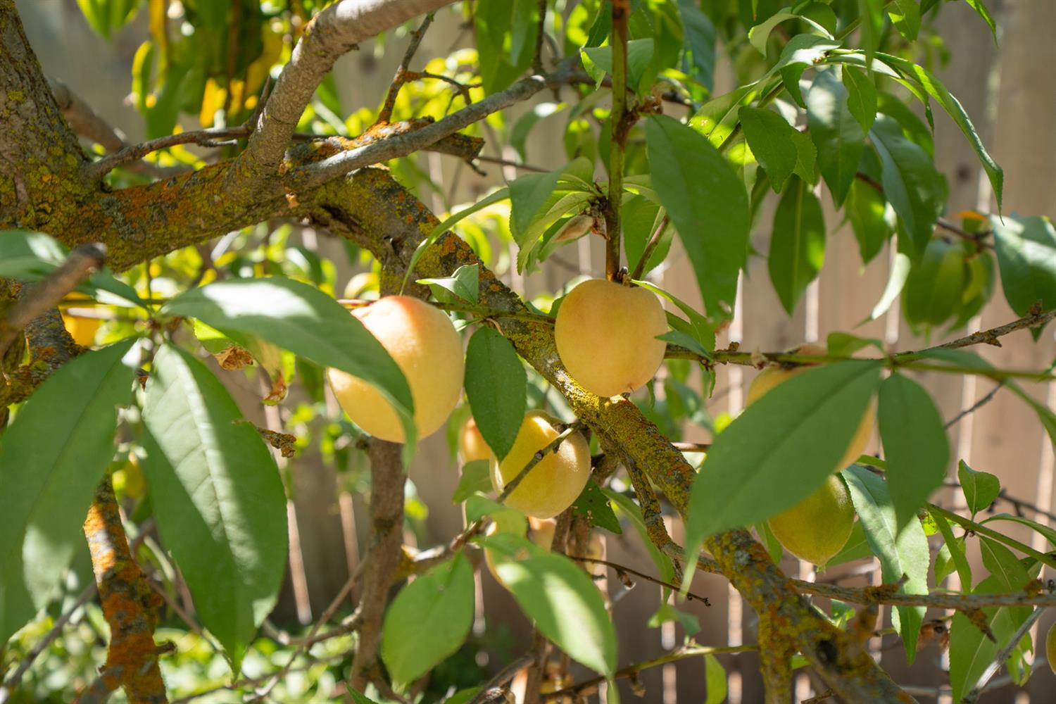 12502 Road 37 1/2 Madera, CA 93636 - Photo 65 of 79