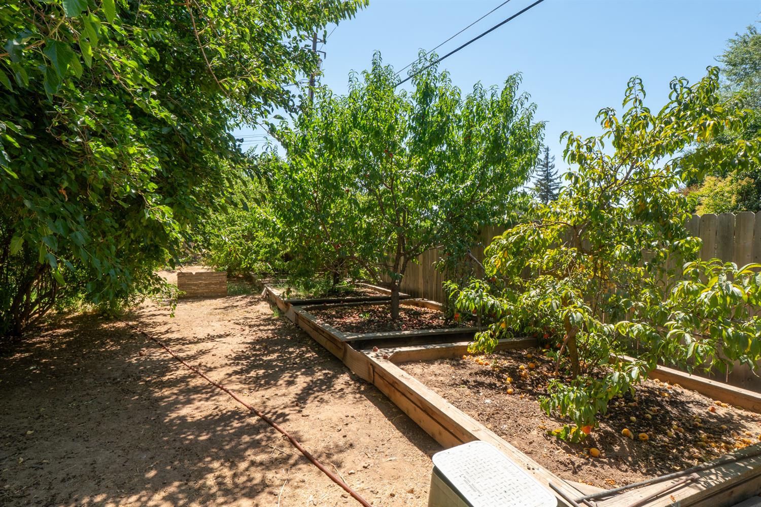 12502 Road 37 1/2 Madera, CA 93636 - Photo 66 of 79 a view of a backyard with plants and a lawn chairs