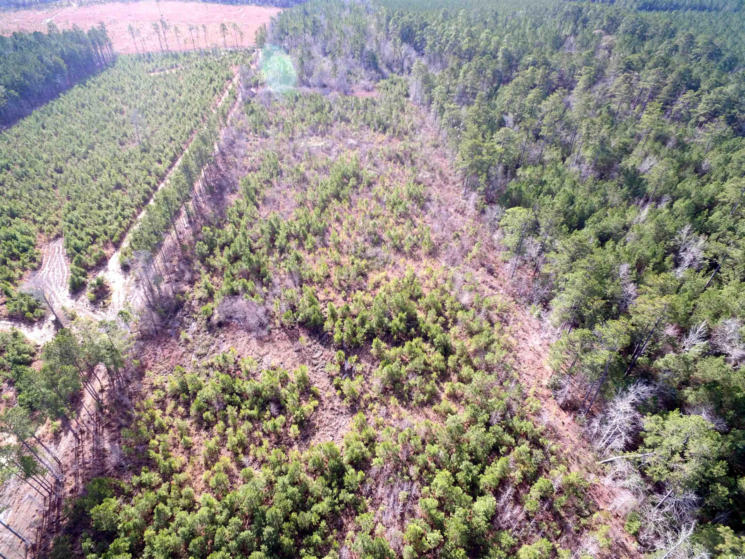 Tbd Southwind Road Pamplico, SC 29583 - Photo 16 of 17 Gallery Image 16