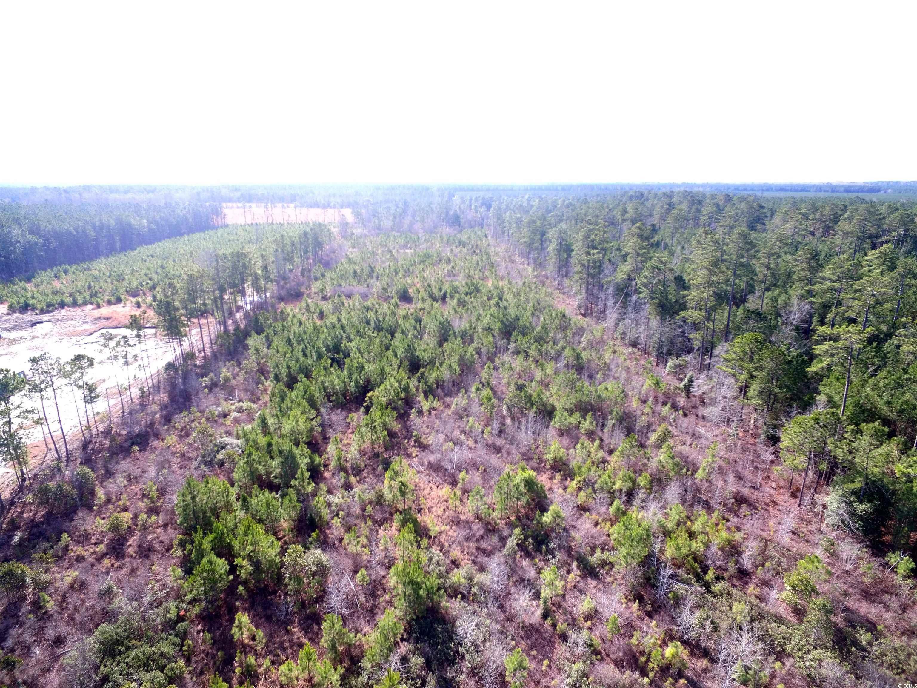 Tbd Southwind Road Pamplico, SC 29583 - Photo 6 of 17 Gallery Image 6