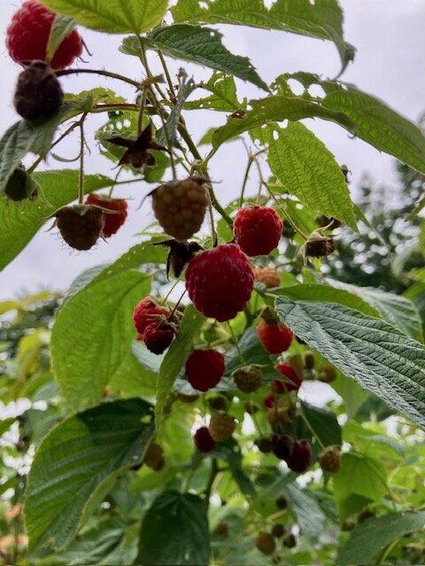 119 Fish Street Fryeburg, ME 04037 - Photo 40 of 49 Abundant Fruits
