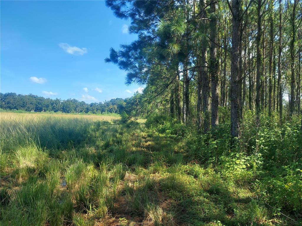 County Line Road Plant City, FL 33565 - Photo 1 of 1 Gallery Image 1