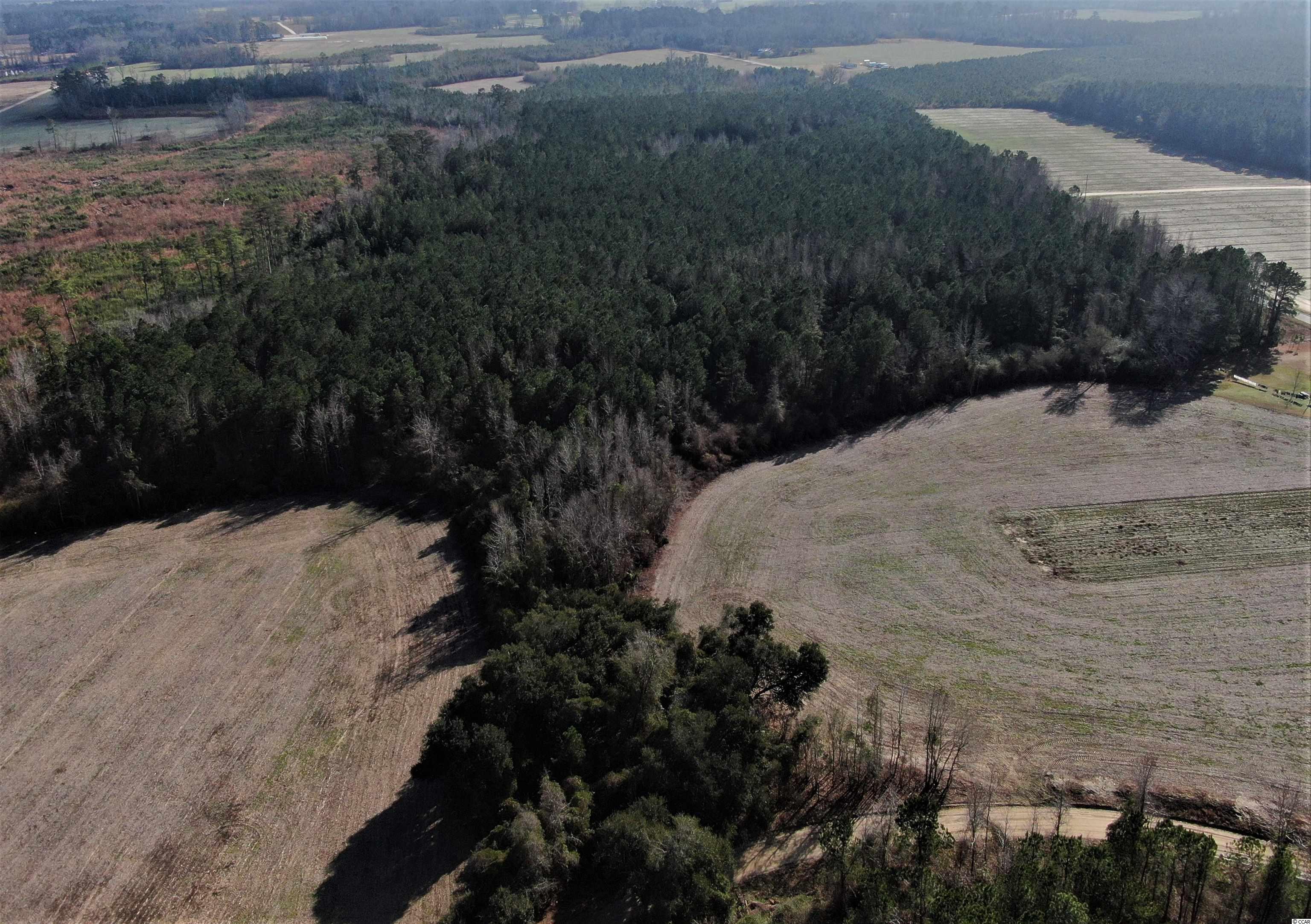Tbd Oliver Road Hamer, SC 29547 - Photo 12 of 16 Gallery Image 12
