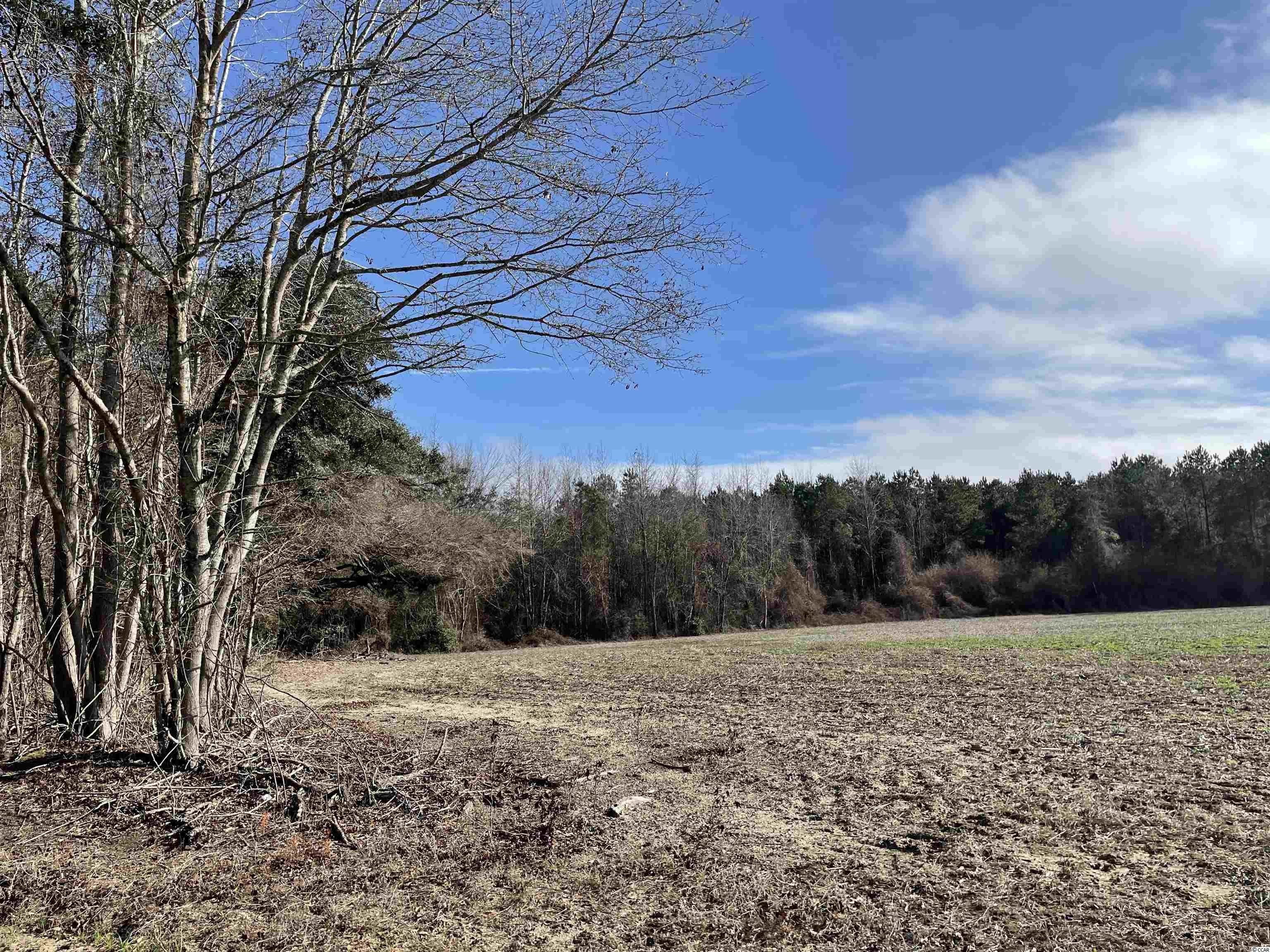 Tbd Oliver Road Hamer, SC 29547 - Photo 15 of 16 Gallery Image 15