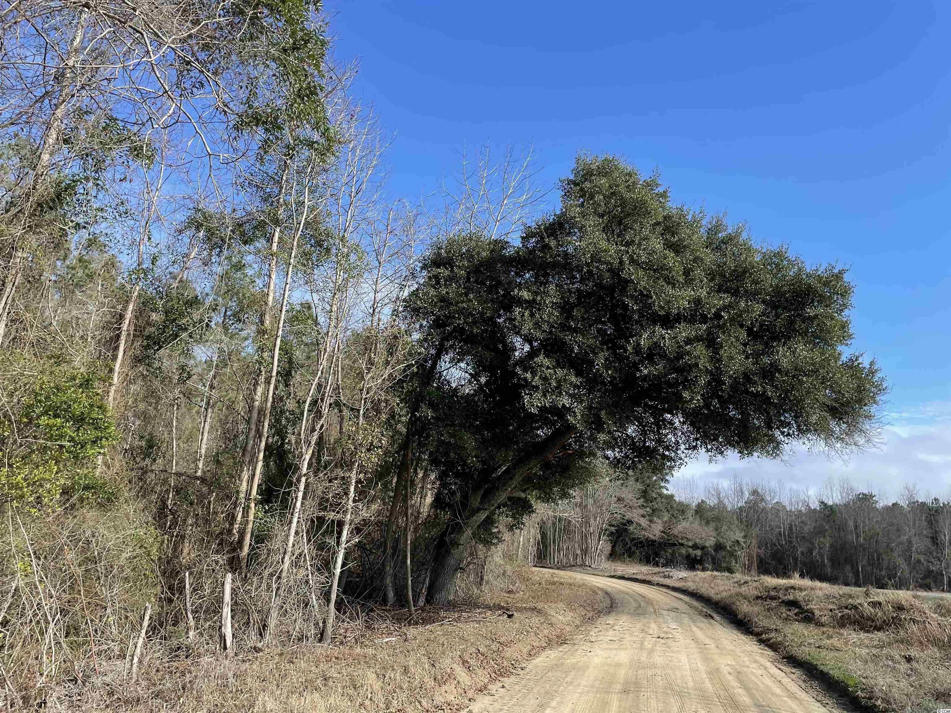Tbd Oliver Road Hamer, SC 29547 - Photo 16 of 16 Gallery Image 16