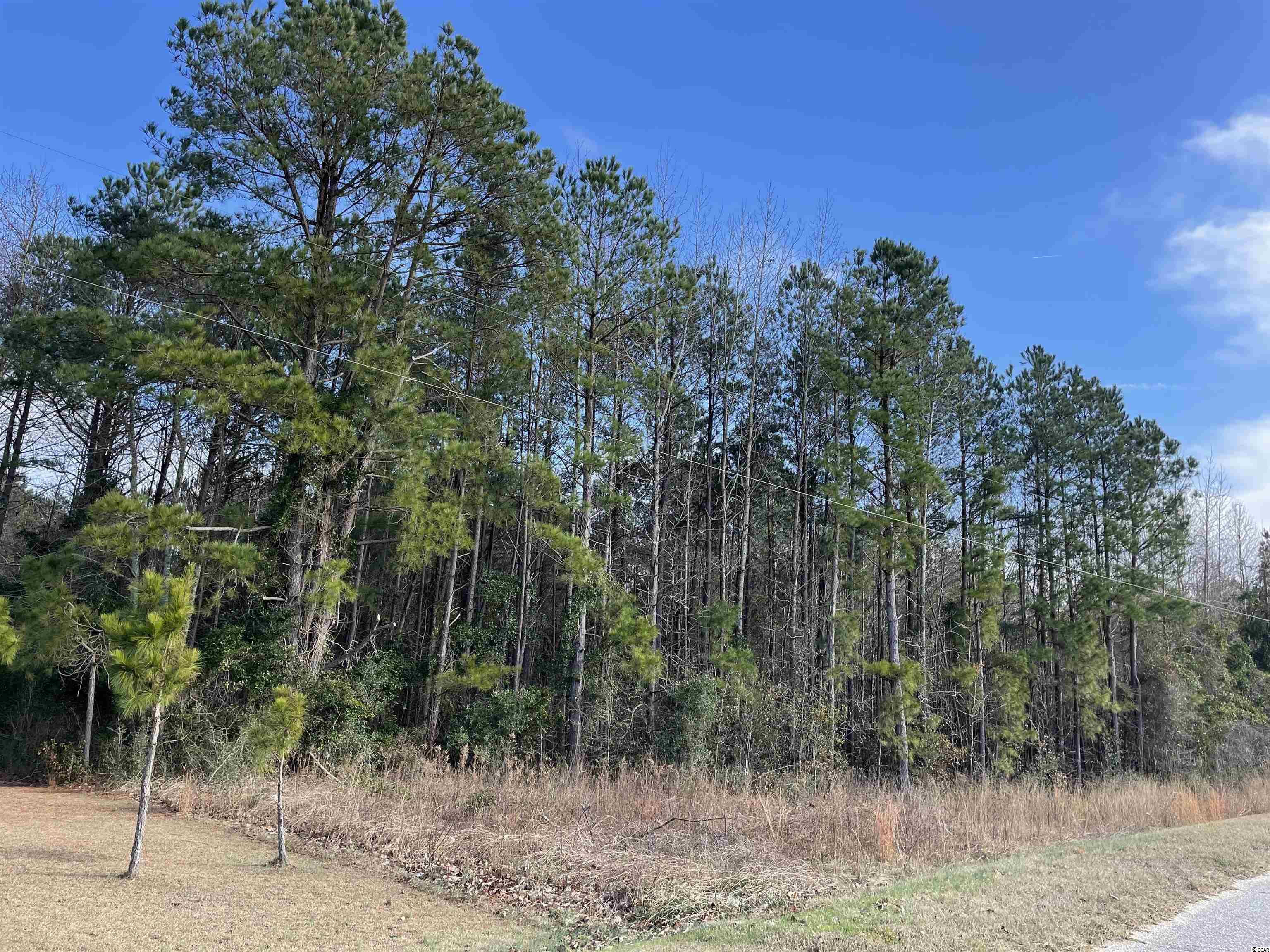 Tbd Oliver Road Hamer, SC 29547 - Photo 4 of 16 Gallery Image 4