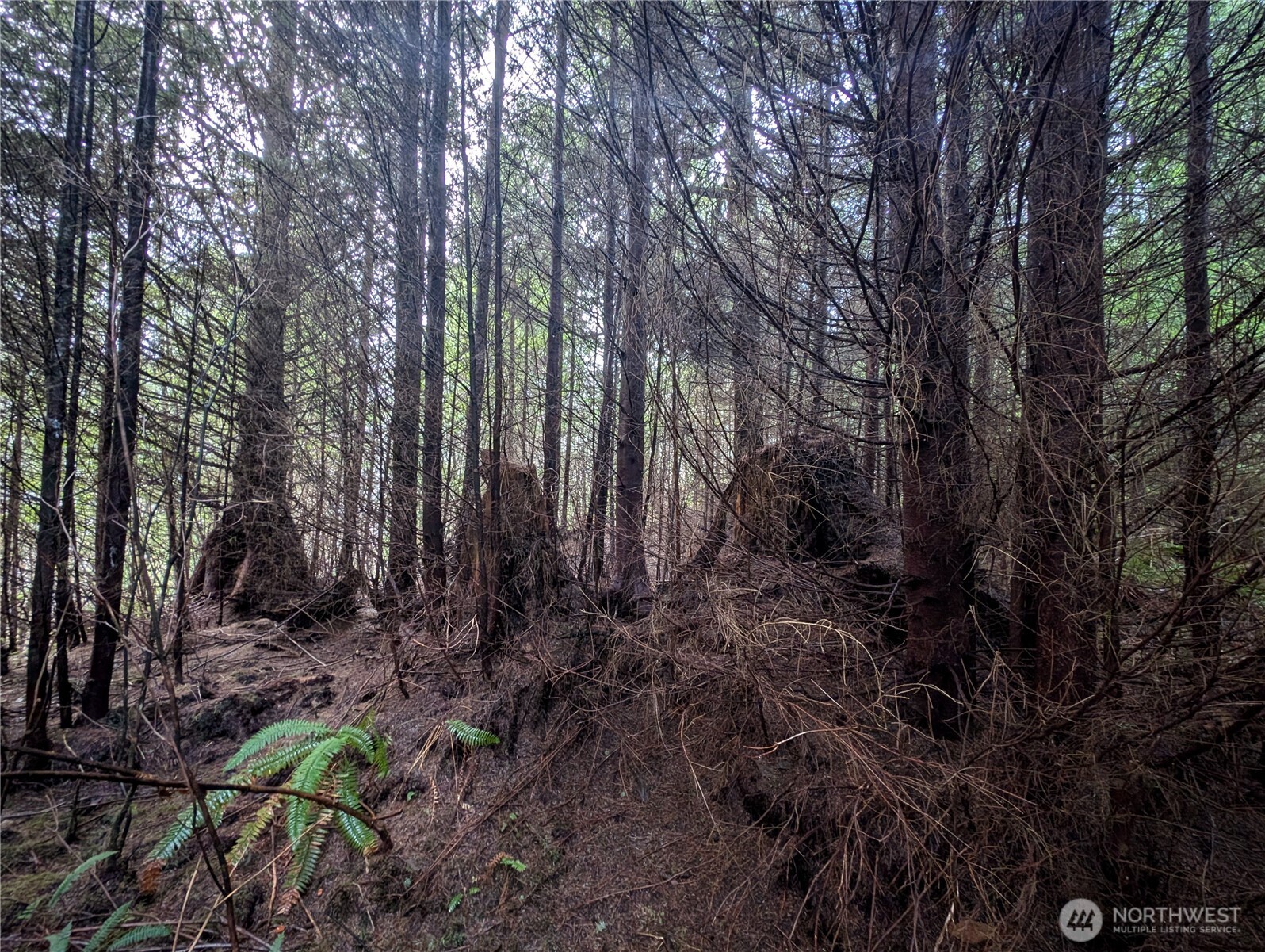 999 Green Road Forks, WA 98331 - Photo 31 of 40