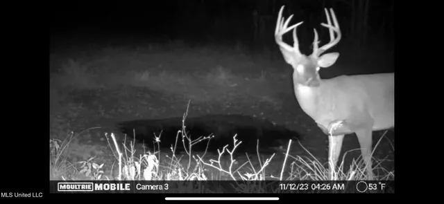 $1,195,000 | 70 Cr Woodland Ms 39776, Woodland, MS 39776