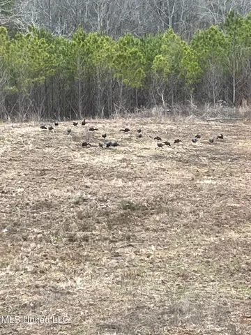 $1,195,000 | 70 Cr Woodland Ms 39776, Woodland, MS 39776