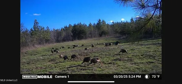 $1,075,000 | 70 Cr Woodland Ms 39776, Woodland, MS 39776