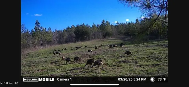 $1,195,000 | 70 Cr Woodland Ms 39776, Woodland, MS 39776