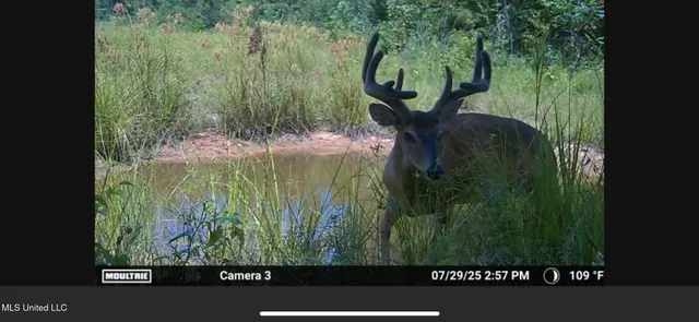 $1,195,000 | 70 Cr Woodland Ms 39776, Woodland, MS 39776