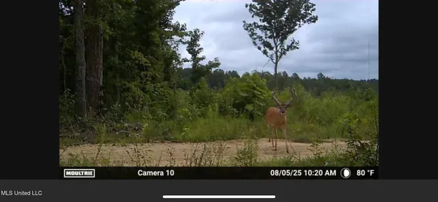 $1,195,000 | 70 Cr Woodland Ms 39776, Woodland, MS 39776