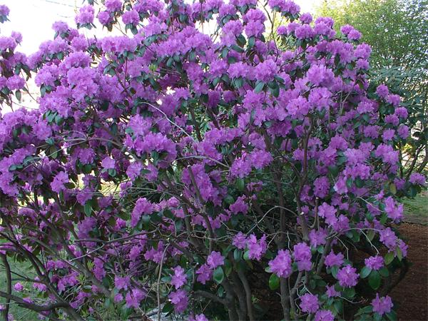26 Harjean Road Billerica, MA 01821 - Photo 5 of 25 a view of a flower