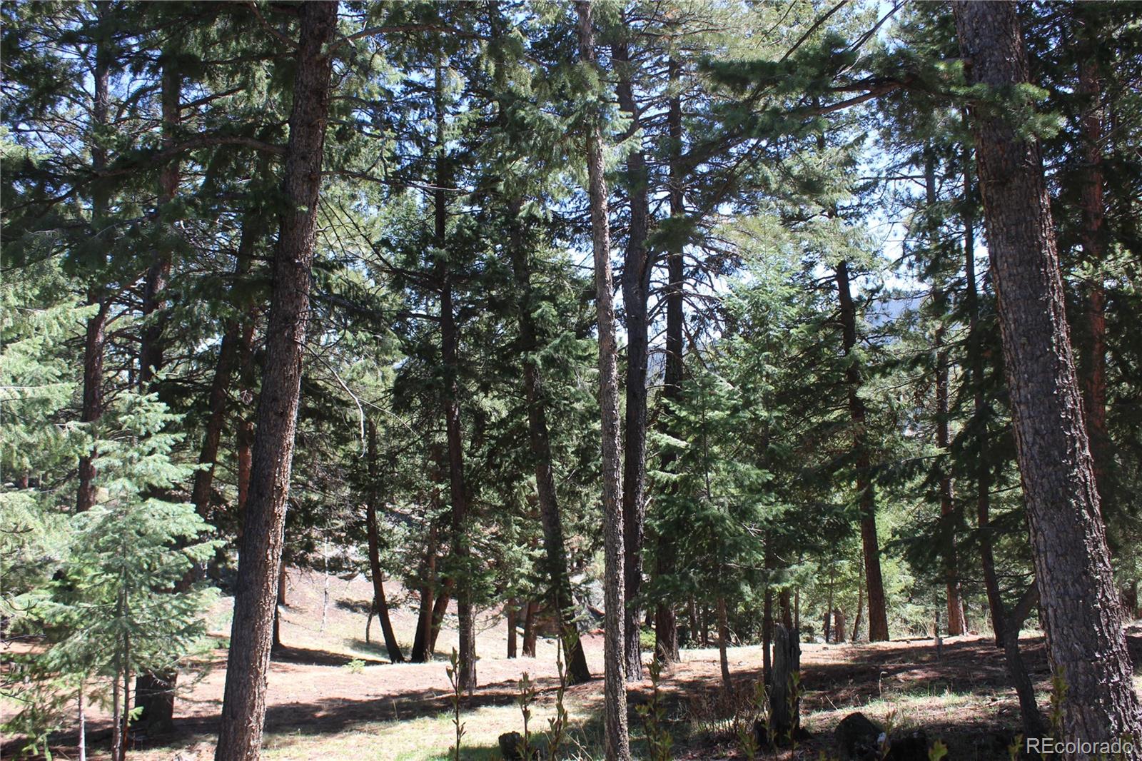 28650 Cavan Lane Evergreen, CO 80439 - Photo 7 of 47