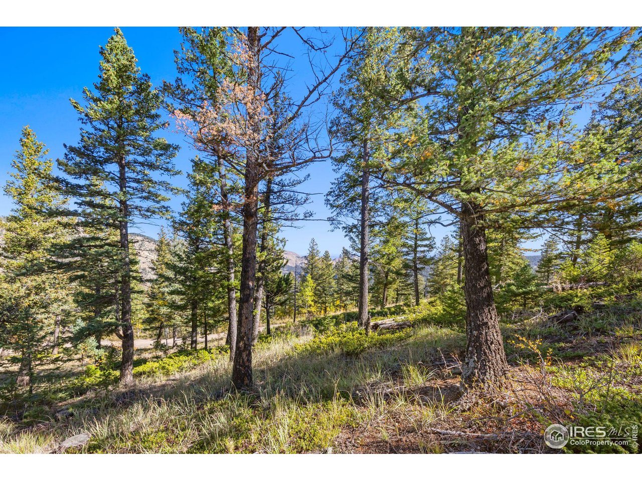 323 Roxbury Drive Boulder, CO 80302 - Photo 13 of 26 a view of outdoor space with a tree