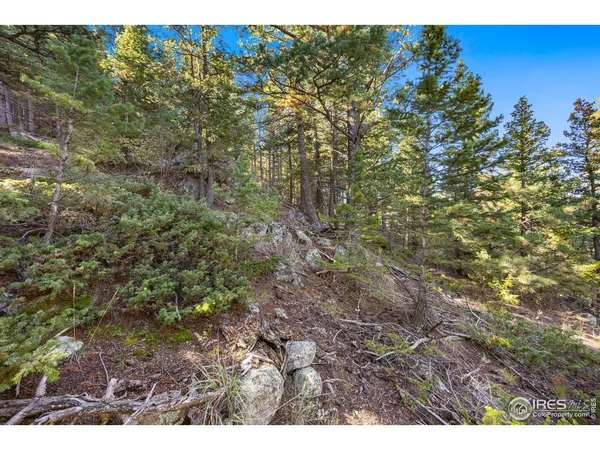 a view of a large yard with lots of bushes